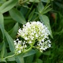 Centranthus ruber 'Albus' fleur